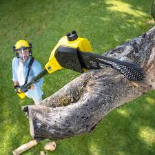 How Our Tree Care Process Works  in  Tustin, CA