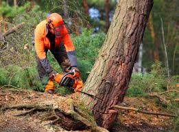  Tustin, CA Tree Care Pros