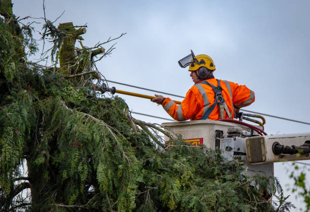 Professional Tree Care in Tustin, CA