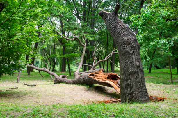 Best Leaf Removal  in Tustin, CA