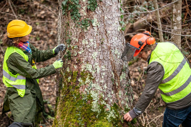 Best Emergency Tree Removal  in Tustin, CA