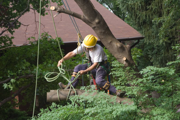 Best Palm Tree Trimming  in Tustin, CA