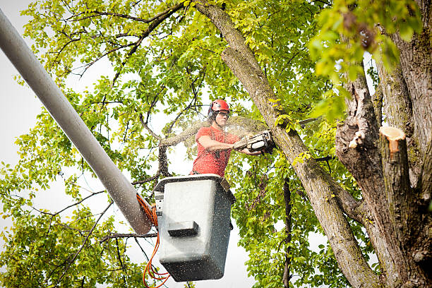 Best Tree Maintenance Programs  in Tustin, CA