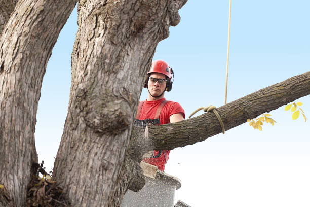 Best Utility Line Clearance  in Tustin, CA
